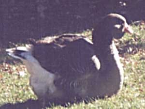 5 month old Toulouse gander