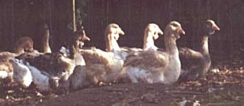 Toulouse Breeder Flock