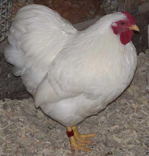 White cockerel03