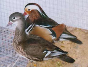 Mandarin_Pair_2005