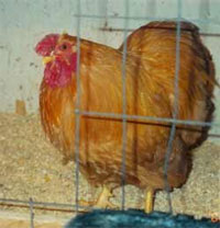 Wyank_2003